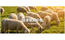草原鑫河3月4日活羊收购价格