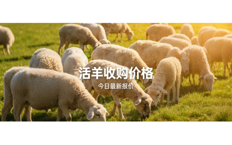 草原鑫河3月5日活羊收购价格